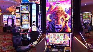 55dd bet